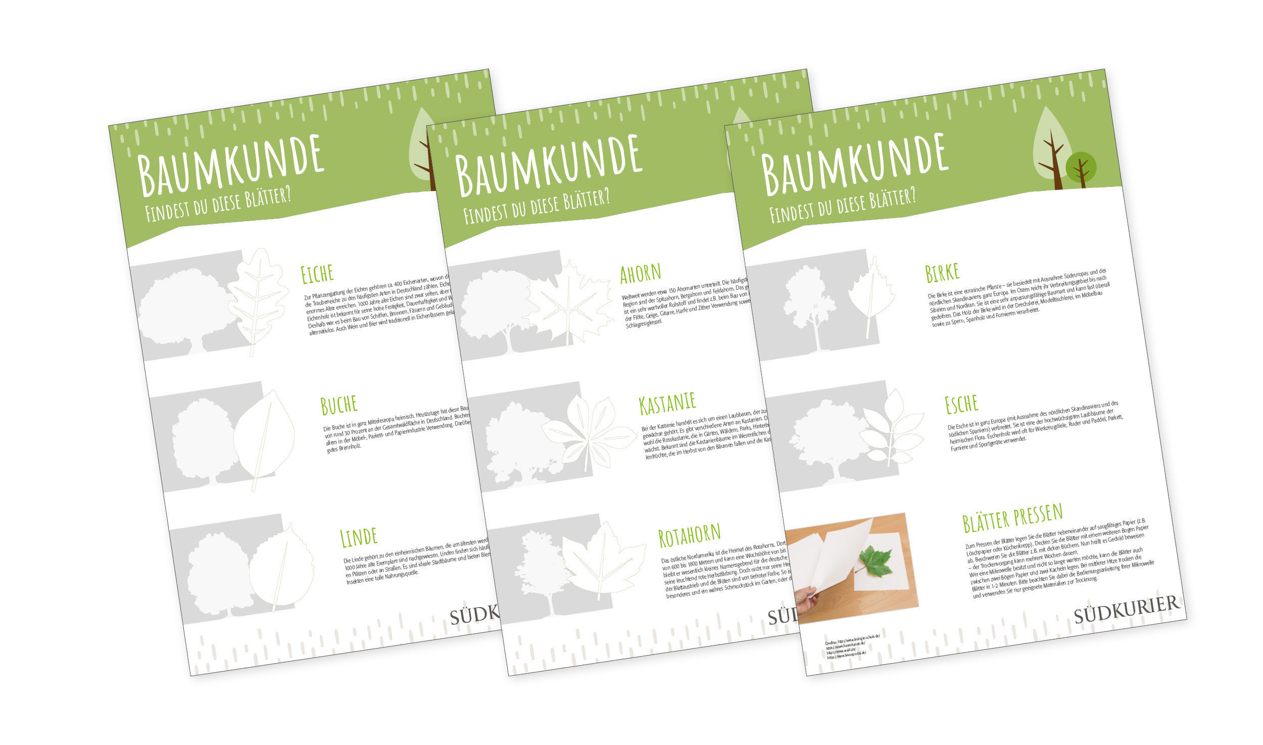 SK_Ideenbox_Baumkunde SK_Ideenbox_Baumkunde